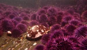 Red abalone in purple sea urchin barren