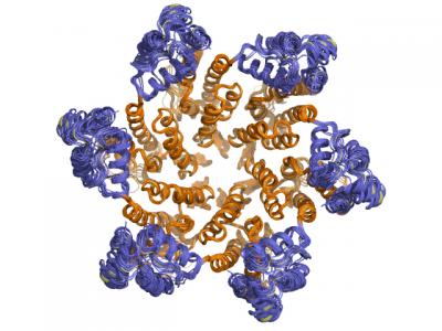 CA Protein Hexamer