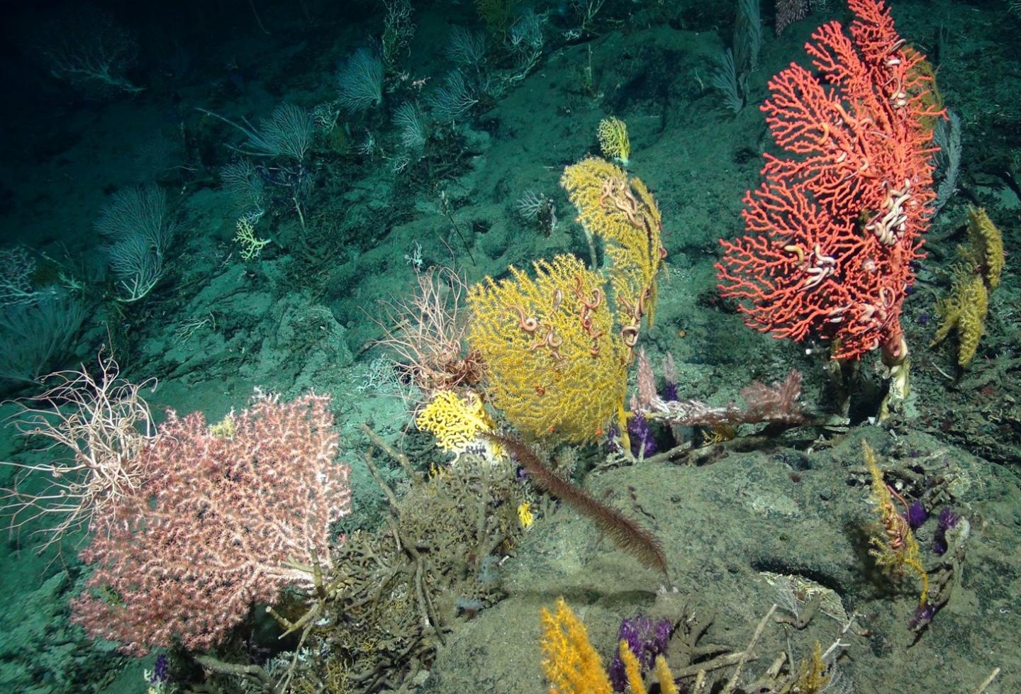 Deep Sea Coral Garden