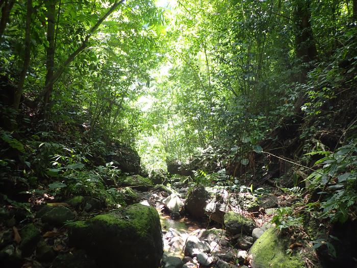 Costa Rican forest