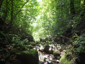 Costa Rican forest