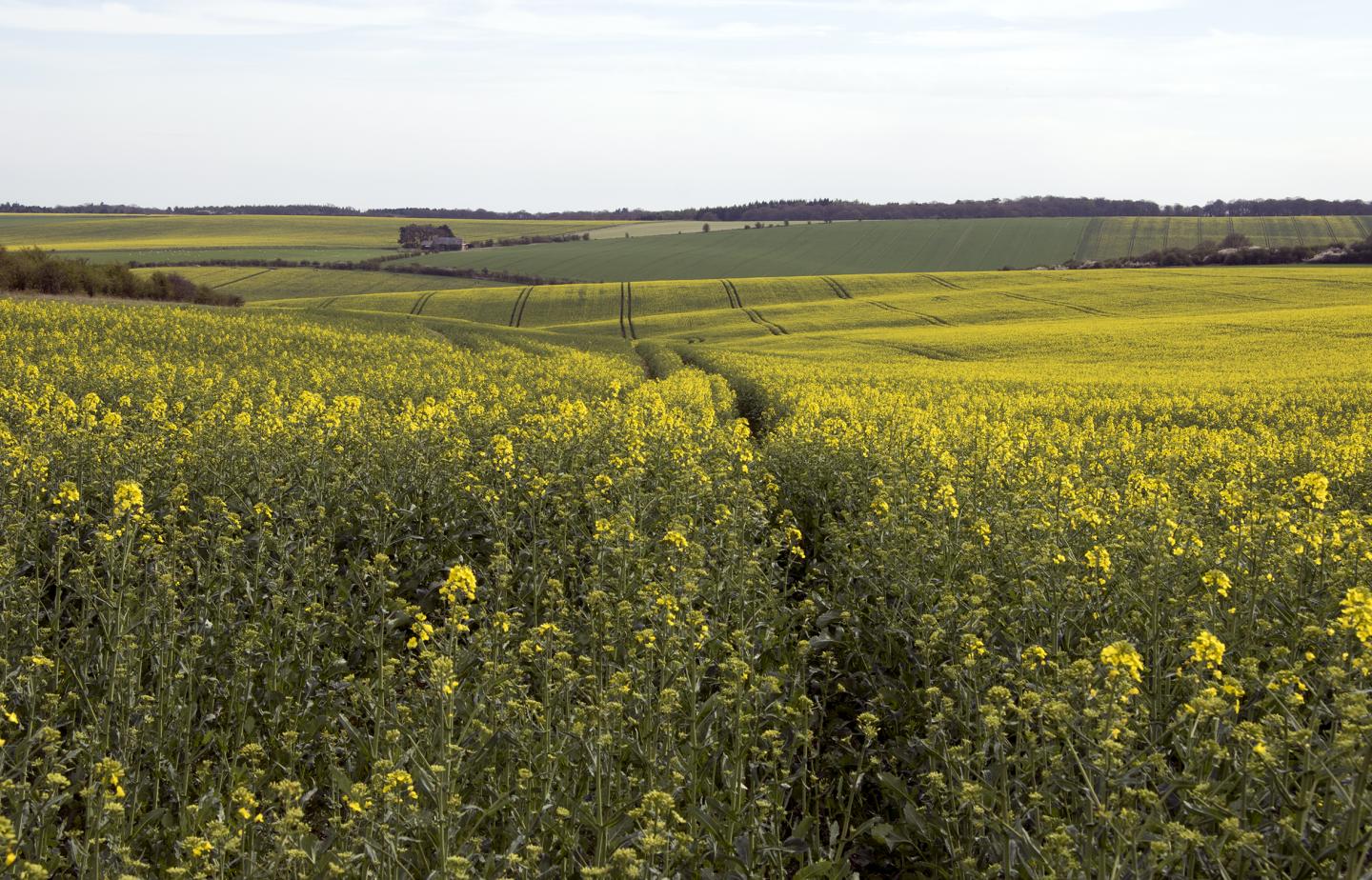 English Oil Seed Rape Field