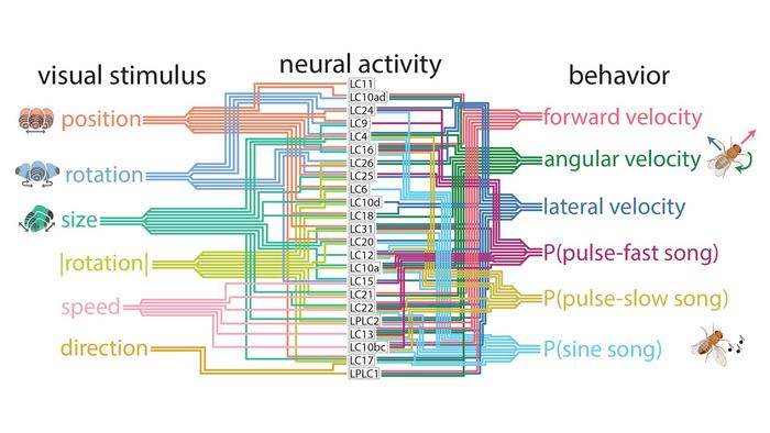 fruit fly subway map