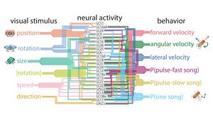 fruit fly subway map