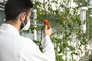 Personal investigador trabajando con tomateras en los invernaderos del CRAG