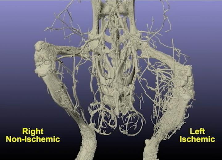 Stereoscopic Image of Murine Lower Limb Blood Vessels Using Micro X-Ray CT