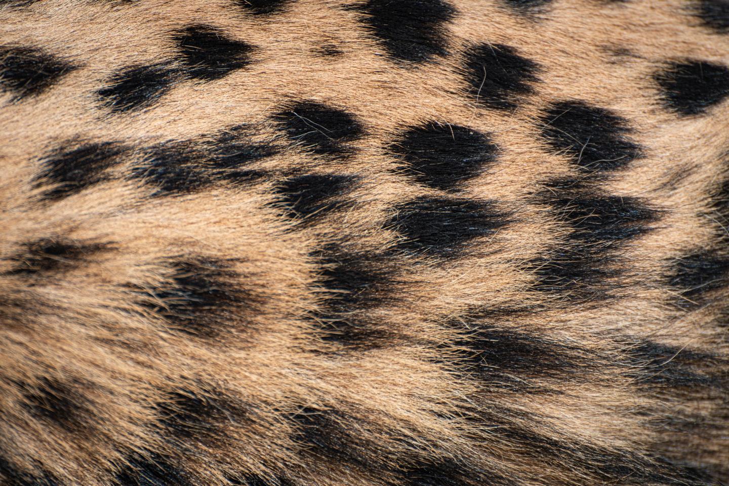 Cheetah Fur