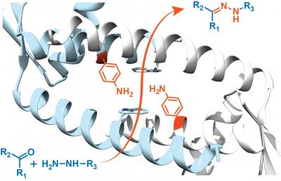 Protein Structure of LmrR Pore with Unnatural Amino Acid