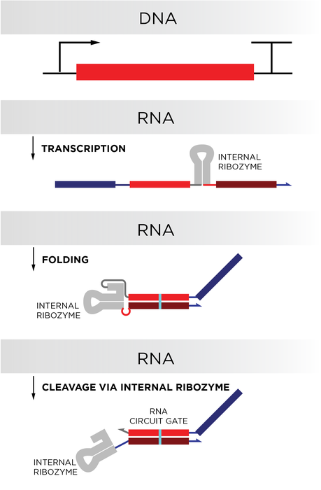 Building RNA Circuits