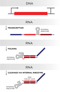 Building RNA Circuits