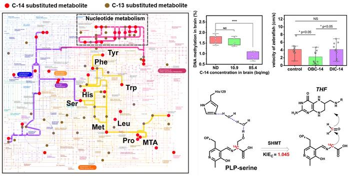 Blending of C-14 in biomolecules of zebrafish brain alters fish metabolism through isotope effect