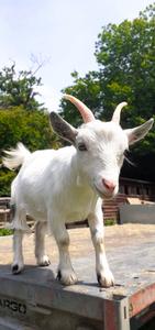 Goats can tell if you are happy or angry by your voice alone