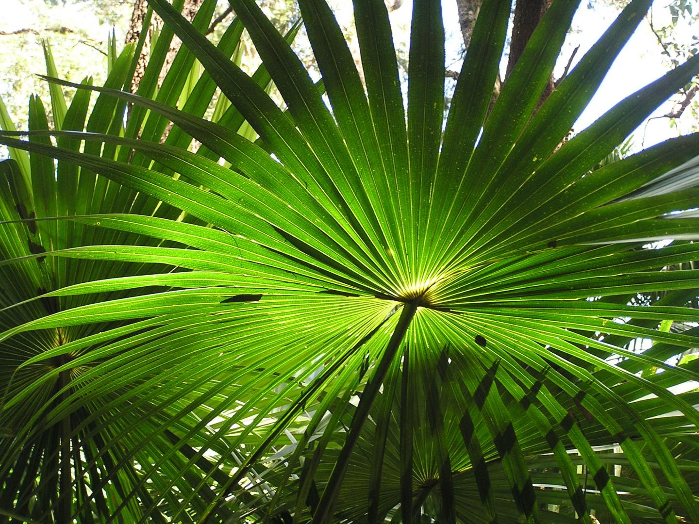 Day and Night Temperature Differences Influence Global Patterns in Leaf Size (6 of 12)