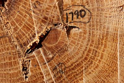 Fire Scars in Old Growth Tree Stumps