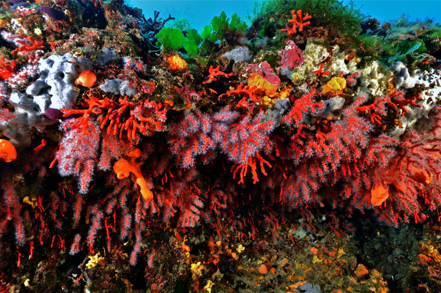 Red coral from the hot sale mediterranean