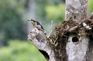 Black-cheeked woodpecke