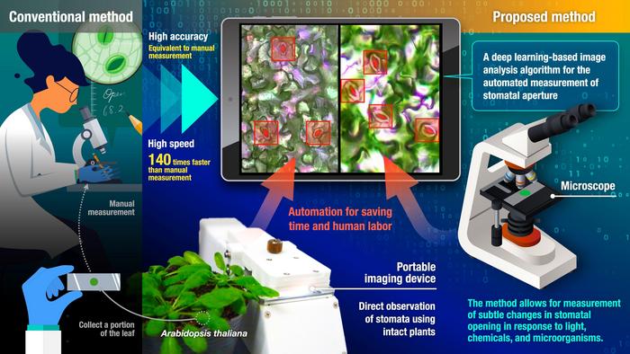 Illustration of Development of Technologies for Automatic Measurement and non-destructive observation of Stomata