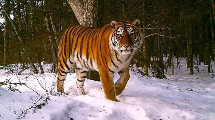 Amur Tiger