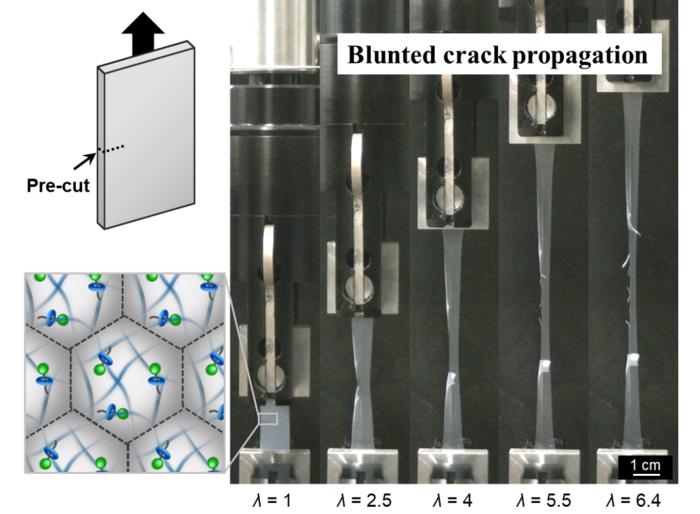 Snapshots of tear tests of the latex film prepared from the rotaxane-crosslinked nanoparticles