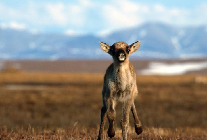 Caribou_Calf