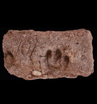 Goat hoof-print impressions