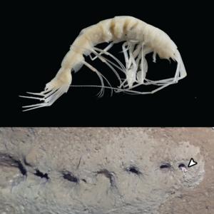 A hole-making amphipod, Cunicolomaera grata