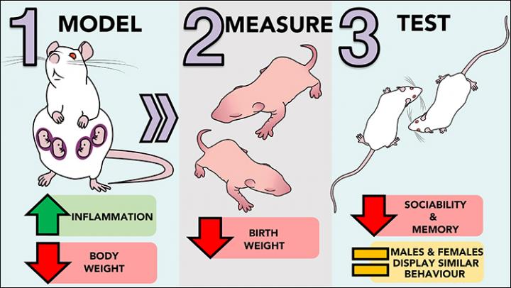 Maternal Immune Activation