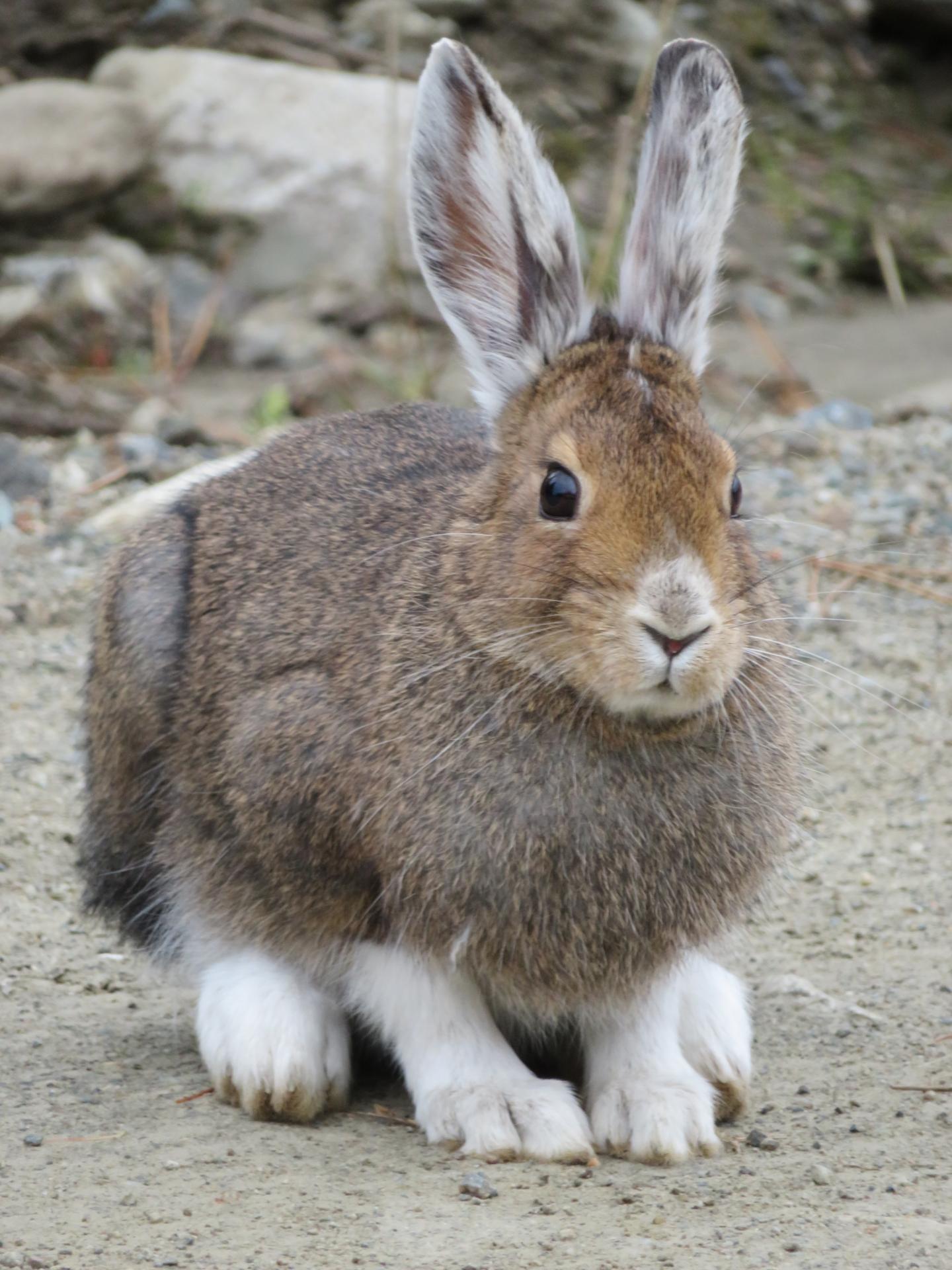 Snowshoe Hare [IMAGE] EurekAlert! Science News Releases