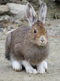 Snowshoe Hare