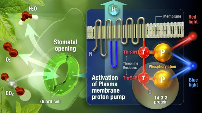 Phosphorylation of plasma membrane H+-ATPase Thr881 participates in light-induced stomatal opening