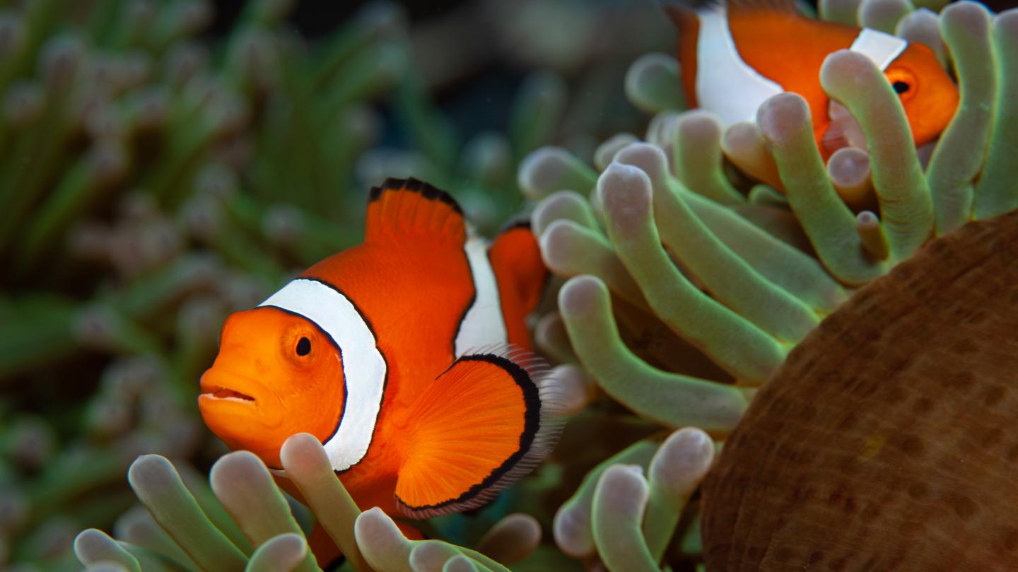 Reef Fish - Woods Hole Oceanographic Institution