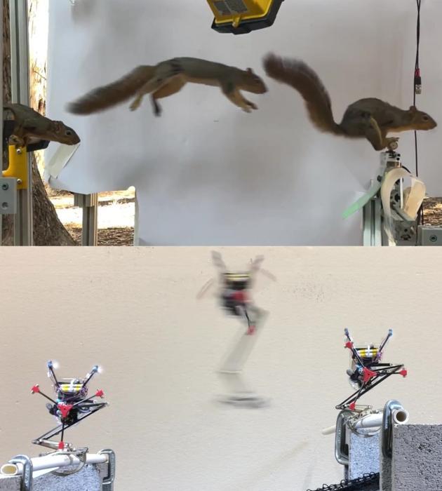 Squirrel-inspired robot sticks a landing