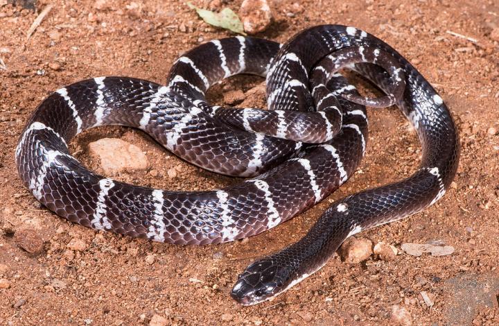 Painless venom: Indian kraits (Bungarus caeruleus)