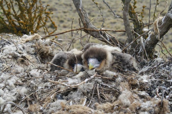 Nestling Crested Caracaras