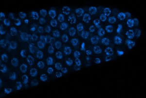 Precursor egg cells