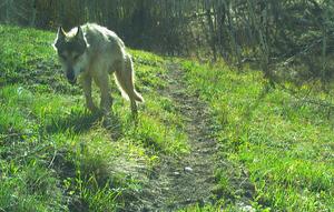 Wolf walking