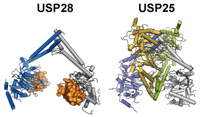 Enzymes USP28 and USP25