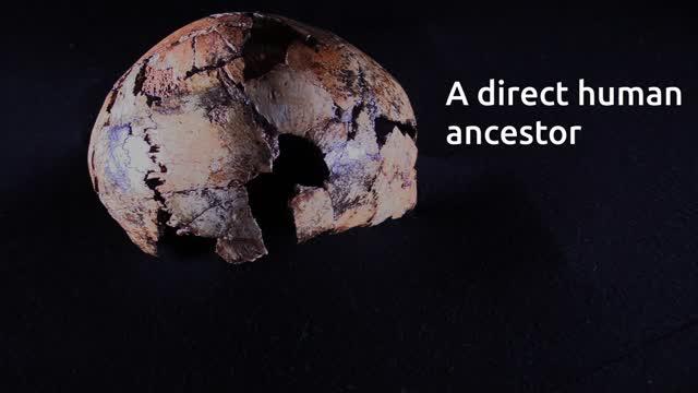 Unboxing Oldest Human Ancestor Homo Erectus Fossil