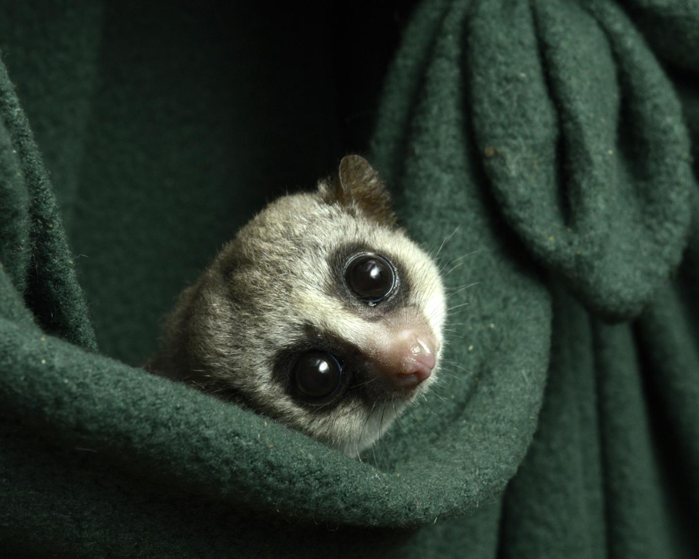 The fat-tailed dwarf lemur is our closest hibernating relative.