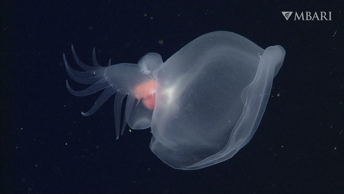 The mystery mollusc (Bathydevius caudactylus), a remarkable new species of sea slug discovered in the deep sea by MBARI researchers