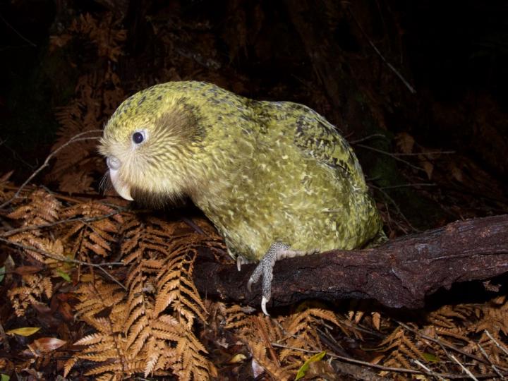 Kakapo Bird [IMAGE] | EurekAlert! Science News Releases
