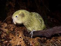 Kakapo Bird
