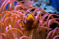When danger threatens, the clownfish seeks shelter among the tentacles of the sea anemone