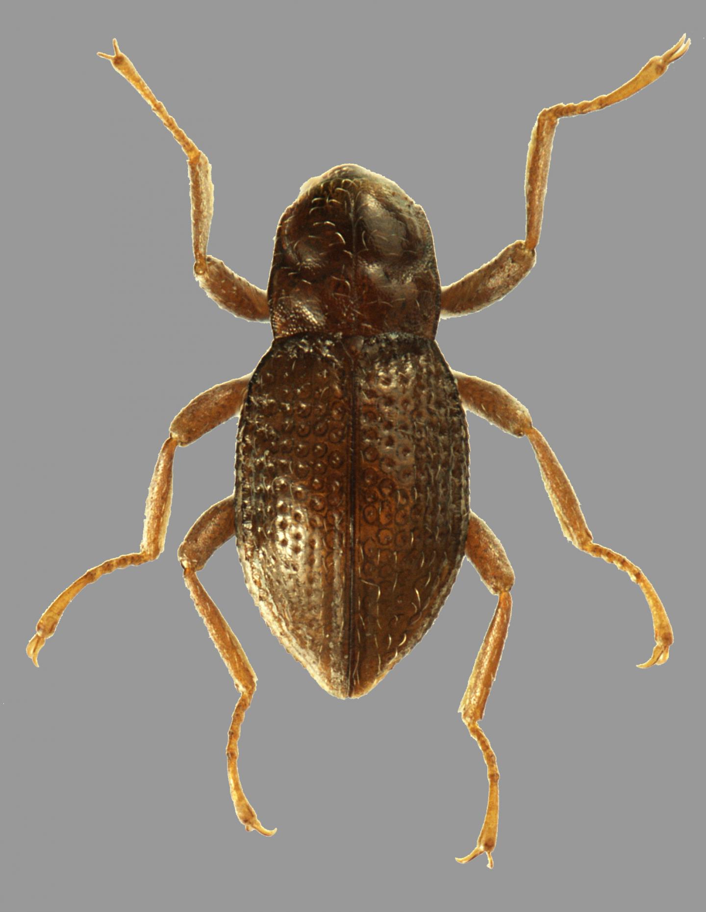 Adult of Podonychus gyobu sp. nov.