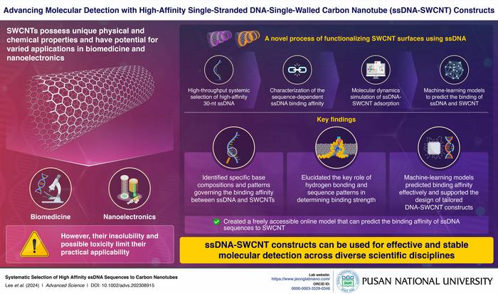 Exploring the Intricate Interactions in High-Affinity Single-Stranded DNA-Single-Walled Carbon Nanotube (ssDNA-SWCNT) Constructs