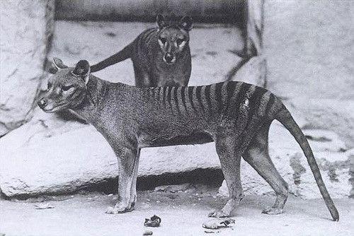 The Tasmanian Tiger Had a Brain Structure Suited to a Predatory Life Style