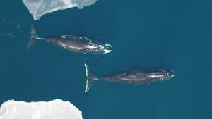 Pair of whales pictured from above.