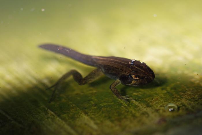 Limnodynastes peronii larvae (with legs and arms).