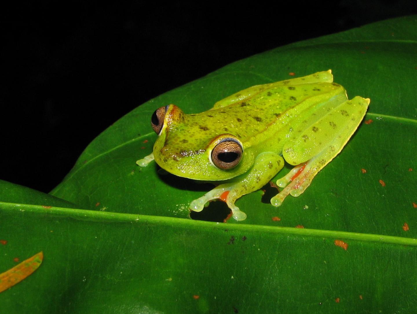 This Frog Species, Hypsiboas rufitelus, and Closely Related Species Tend to Persist in Converted