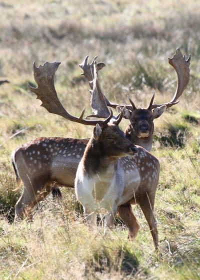 Two Male Fallow Deer